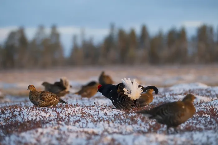 Framed Print : Black grouse (Tetrao tetrix), hens on mating arena