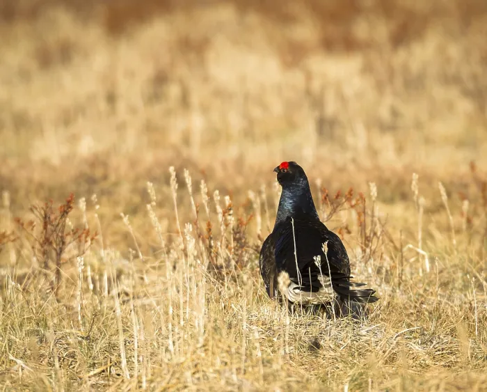 Framed Print : Black grouse (Tetrao tetrix) lek in Iveland Framed Print : Black grouse (Tetrao tetrix) lek in Iveland