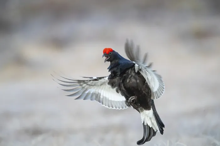 Framed Print : Black grouse (Tetrao tetrix) male