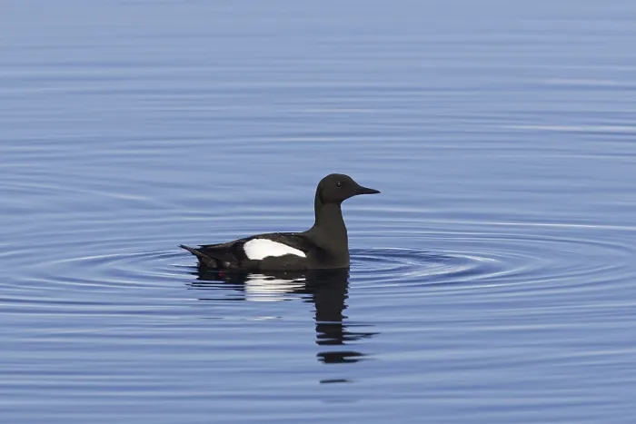 Framed Print : Black guillemot (Cepphus grylle)