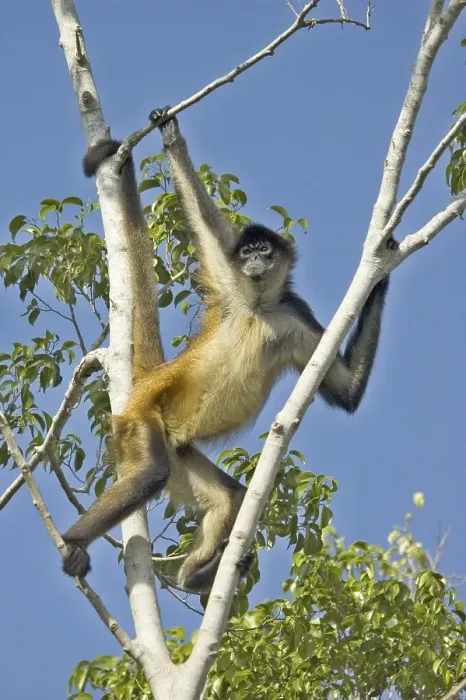 Framed Print : Black-handed Spider Monkey (Ateles geoffroyi) Framed Print : Black-handed Spider Monkey (Ateles geoffroyi)