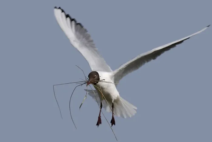 Framed Print : Black-headed Black-headed Gull (Chroicocephalus ridibundus) Framed Print : Black-headed Black-headed Gull (Chroicocephalus ridibundus)