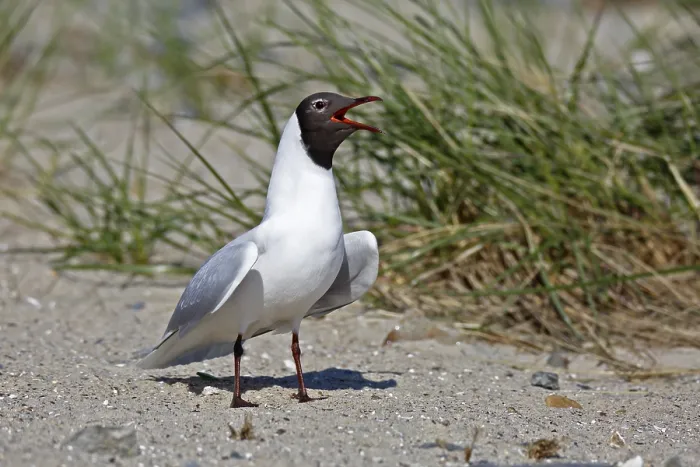 Framed Print : Black-headed Black-headed Gull (Chroicocephalus ridibundus)