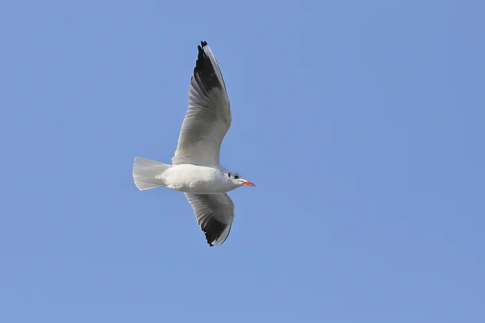 Framed Print : Black-headed Black-headed Gull (Chroicocephalus ridibundus)