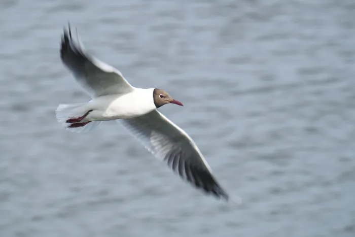 Framed Print : Black-headed Black-headed Gull (Chroicocephalus ridibundus) in flight