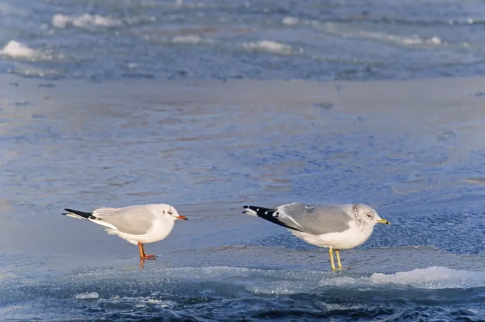 Framed Print : Black-headed Black-headed Gull and Common Gull (Larus canus) rest on a stormy day on a frozen surface