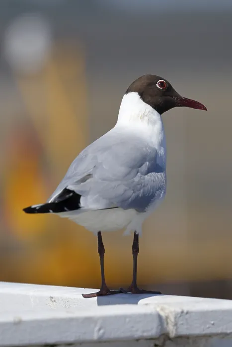 Framed Print : Black-headed Black-headed Gull (Larus ridibundus) in breeding plumage standing on a railing in the harbour Framed Print : Black-headed Black-headed Gull (Larus ridibundus) in breeding plumage standing on a railing in the harbour