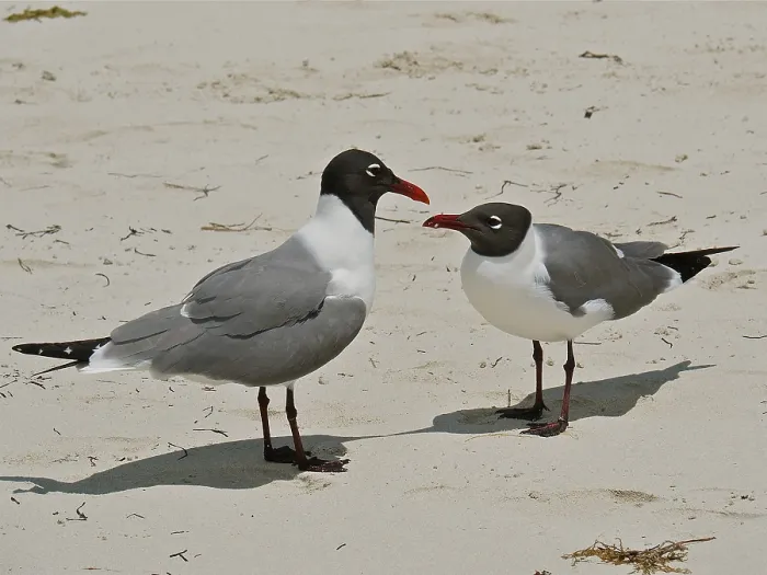 Framed Print : Black-headed Black-headed Gull (Leucophaeus atricilla)