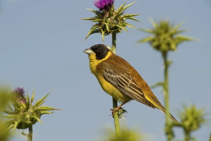 Framed Print : Black-headed bunting (Emberiza melanocephala)