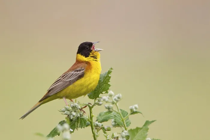 Framed Print : Black-headed Bunting (Emberiza melanocephala) adult male Framed Print : Black-headed Bunting (Emberiza melanocephala) adult male