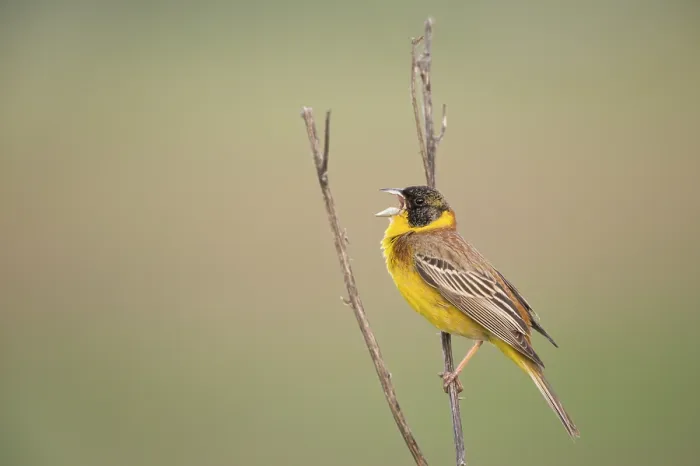 Framed Print : Black-headed Bunting (Emberiza melanocephala) male singing