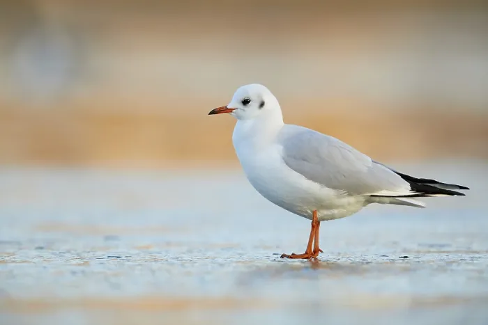 Framed Print : Black-headed Gull (Chroicocephalus ridibundus)