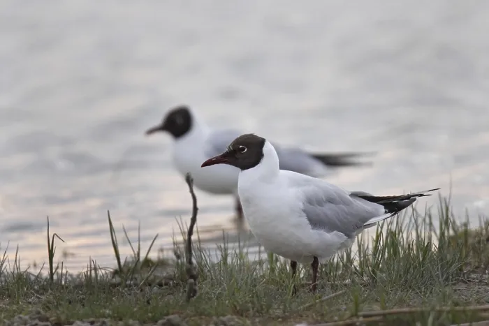 Framed Print : Black-headed gull, Chroicocephalus ridibundus