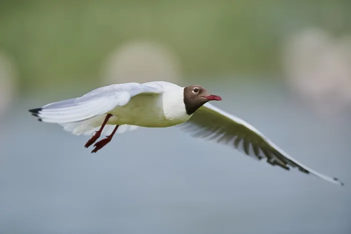 Framed Print : Black-headed gull (Chroicocephalus ridibundus) Framed Print : Black-headed gull (Chroicocephalus ridibundus)