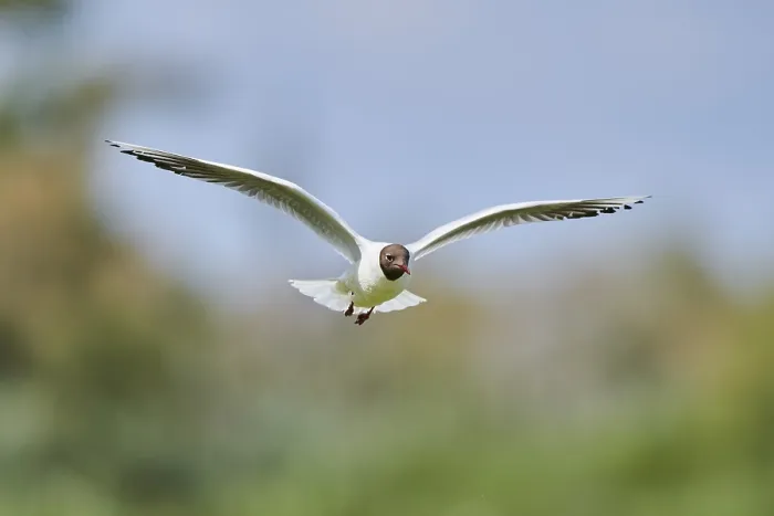 Framed Print : Black-headed gull (Chroicocephalus ridibundus)