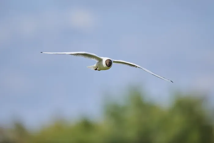 Framed Print : Black-headed gull (Chroicocephalus ridibundus)