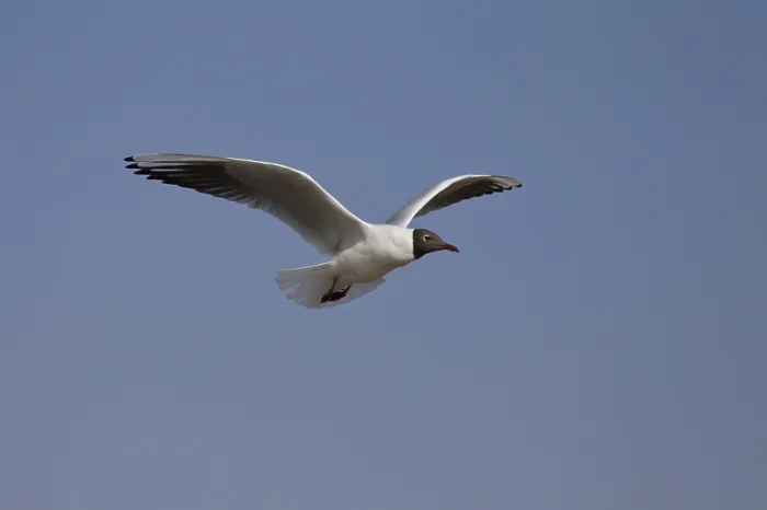 Framed Print : Black-headed gull, Chroicocephalus ridibundus Framed Print : Black-headed gull, Chroicocephalus ridibundus