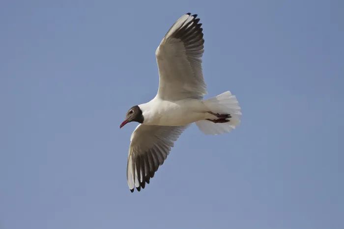 Framed Print : Black-headed gull, Chroicocephalus ridibundus Framed Print : Black-headed gull, Chroicocephalus ridibundus