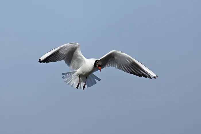Framed Print : Black-headed gull (Chroicocephalus ridibundus) Framed Print : Black-headed gull (Chroicocephalus ridibundus)