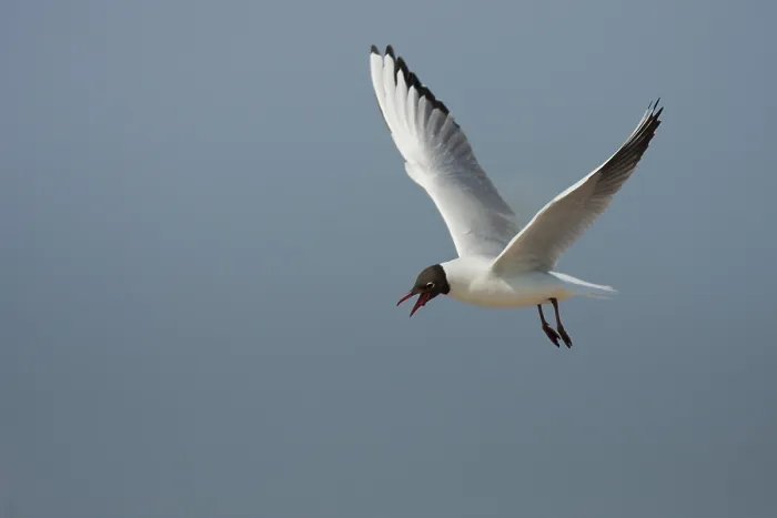 Framed Print : Black-headed gull (Chroicocephalus ridibundus) Framed Print : Black-headed gull (Chroicocephalus ridibundus)