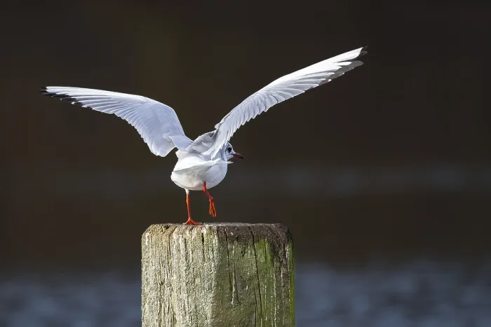 Framed Print : A black-headed gull (Chroicocephalus ridibundus)