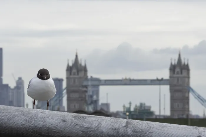 Framed Print : Black headed gull (Chroicocephalus ridibundus) adult bird on the Millenium bridge with Tower bridge in the background