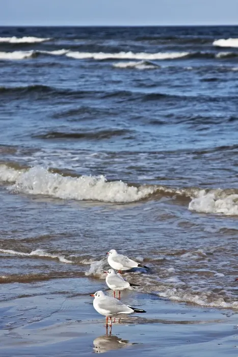 Framed Print : Black-headed Gull (Chroicocephalus ridibundus) on the beach