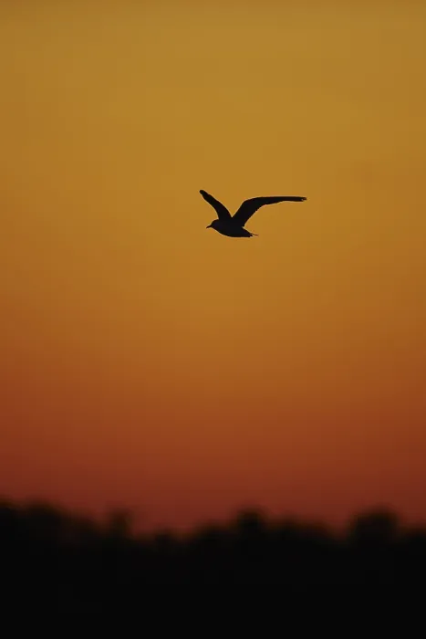 Framed Print : Black-headed gull (Chroicocephalus ridibundus) in flight at sunset Framed Print : Black-headed gull (Chroicocephalus ridibundus) in flight at sunset