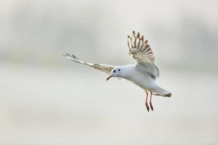 Framed Print : Black-headed gull (Chroicocephalus ridibundus) flying