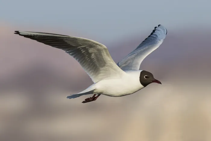 Framed Print : Black-headed Gull (Chroicocephalus ridibundus) flying