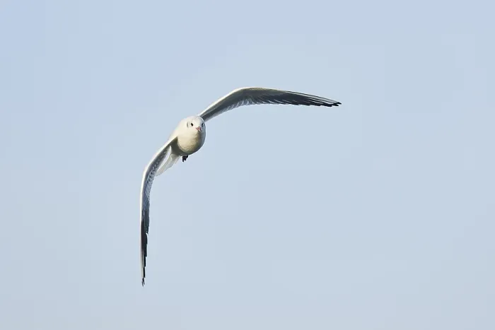 Framed Print : Black-headed gull (Chroicocephalus ridibundus) flying Framed Print : Black-headed gull (Chroicocephalus ridibundus) flying