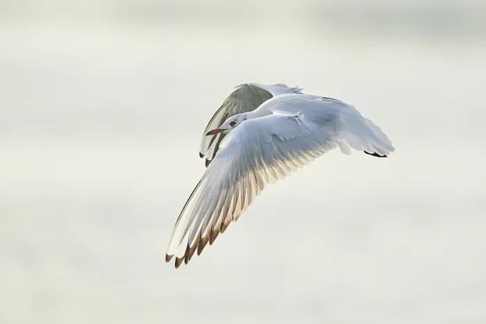 Framed Print : Black-headed gull (Chroicocephalus ridibundus) flying Framed Print : Black-headed gull (Chroicocephalus ridibundus) flying
