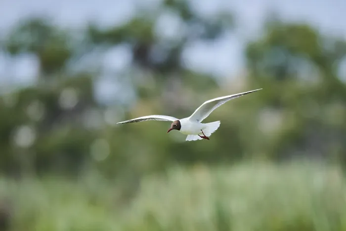 Framed Print : Black-headed gull (Chroicocephalus ridibundus) flying
