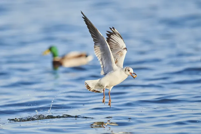 Framed Print : Black-headed gull (Chroicocephalus ridibundus) flying above danubia river Framed Print : Black-headed gull (Chroicocephalus ridibundus) flying above danubia river