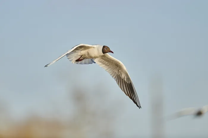 Framed Print : Black-headed gull (Chroicocephalus ridibundus) flying above danubia river