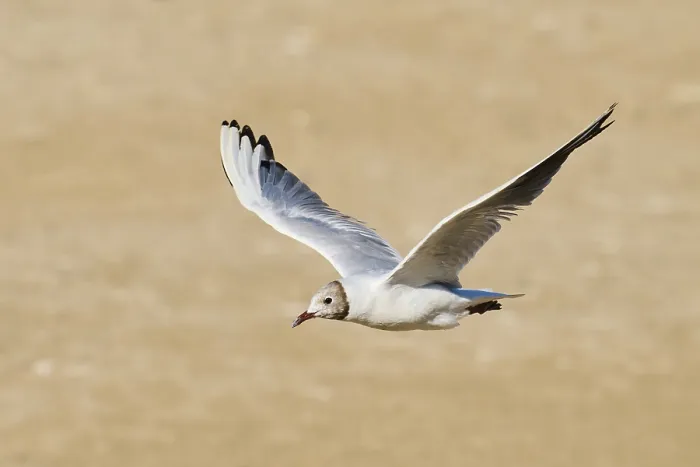 Framed Print : Black-headed gull (Chroicocephalus ridibundus) flying over the ground