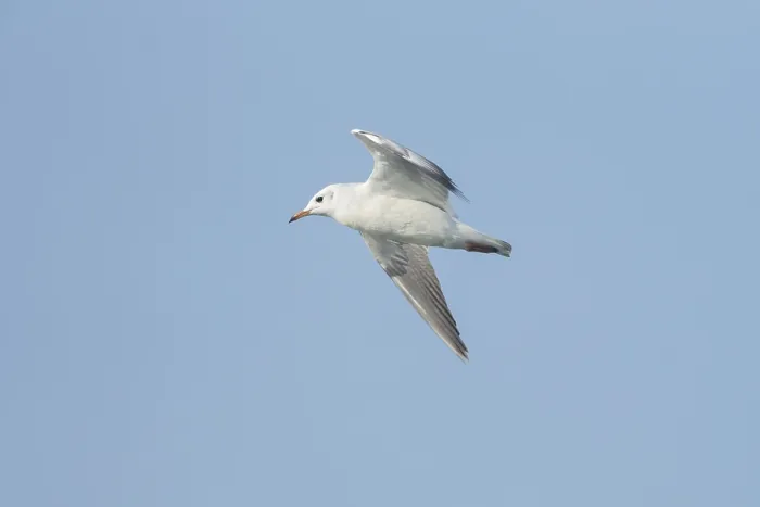 Framed Print : A black-headed gull (Chroicocephalus ridibundus) flying in the sky
