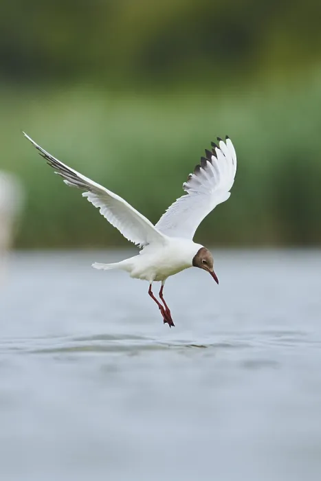 Framed Print : Black-headed gull (Chroicocephalus ridibundus) flying above the water