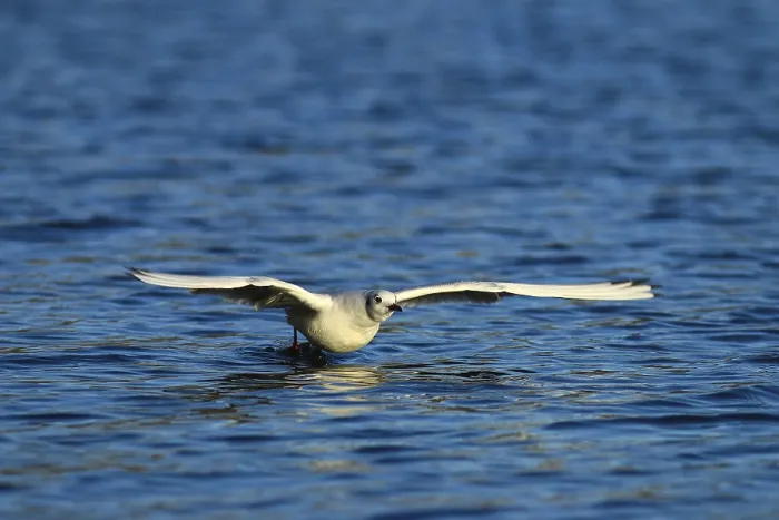Framed Print : Black-headed gull (Chroicocephalus ridibundus) flying over water
