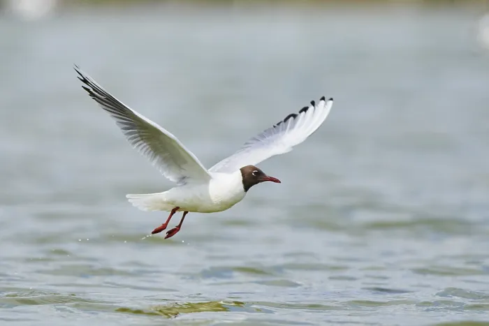 Framed Print : Black-headed gull (Chroicocephalus ridibundus) hunting on the water surface