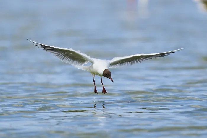 Framed Print : Black-headed gull (Chroicocephalus ridibundus) hunting on the water surface