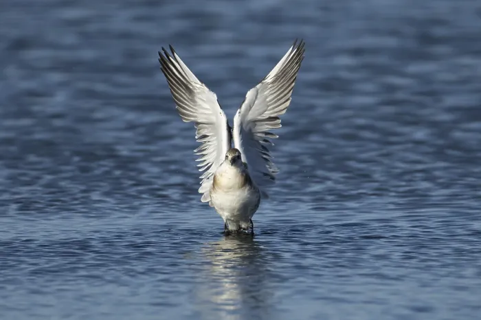 Framed Print : Black headed gull (Chroicocephalus ridibundus) juvenile bird taking off in flight from a lagoon