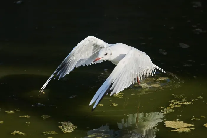 Framed Print : Black-headed gull (Chroicocephalus ridibundus) landing in the water