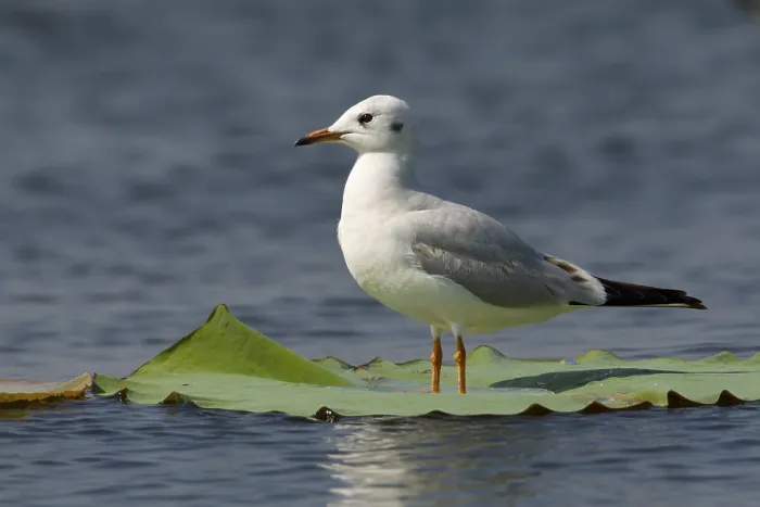 Framed Print : Black-headed Gull (Chroicocephalus ridibundus) perched on a leaf of a water lily