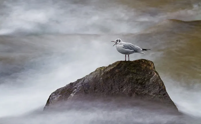 Framed Print : Black-headed Gull (Chroicocephalus ridibundus) sitting on a rock by the sea Framed Print : Black-headed Gull (Chroicocephalus ridibundus) sitting on a rock by the sea