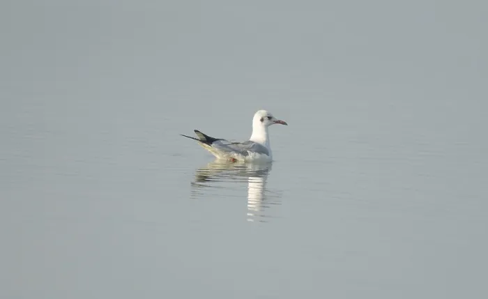 Framed Print : A black-headed gull (Chroicocephalus ridibundus) in the water