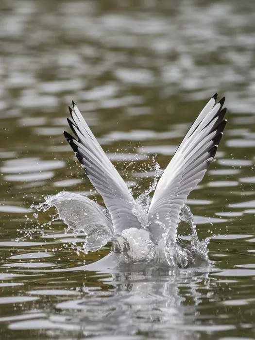 Framed Print : A black-headed gull dives into water