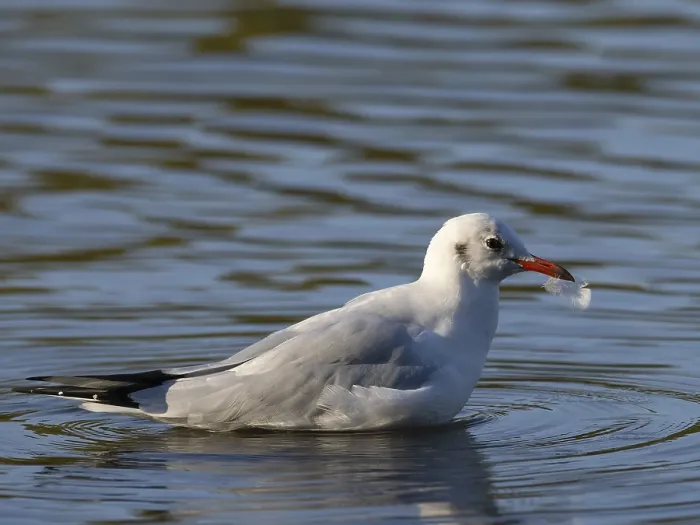 Framed Print : A black-headed gull with a feather in its beak Framed Print : A black-headed gull with a feather in its beak