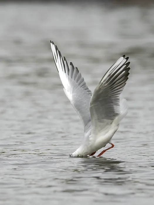 Framed Print : A black-headed gull fishing just in front of diving into water Framed Print : A black-headed gull fishing just in front of diving into water