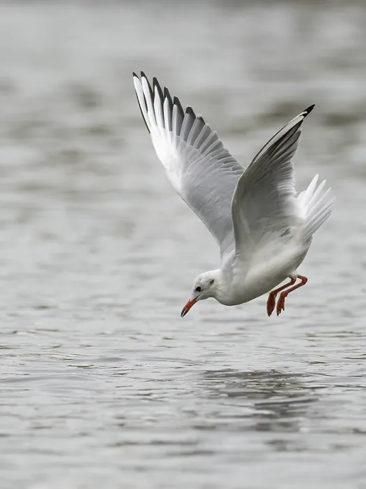 Framed Print : A black-headed gull fishing just in front of diving into water Framed Print : A black-headed gull fishing just in front of diving into water